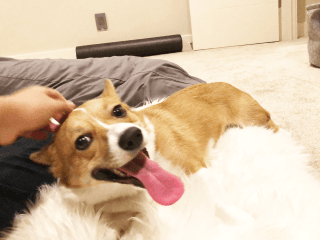 Mango the Corgi