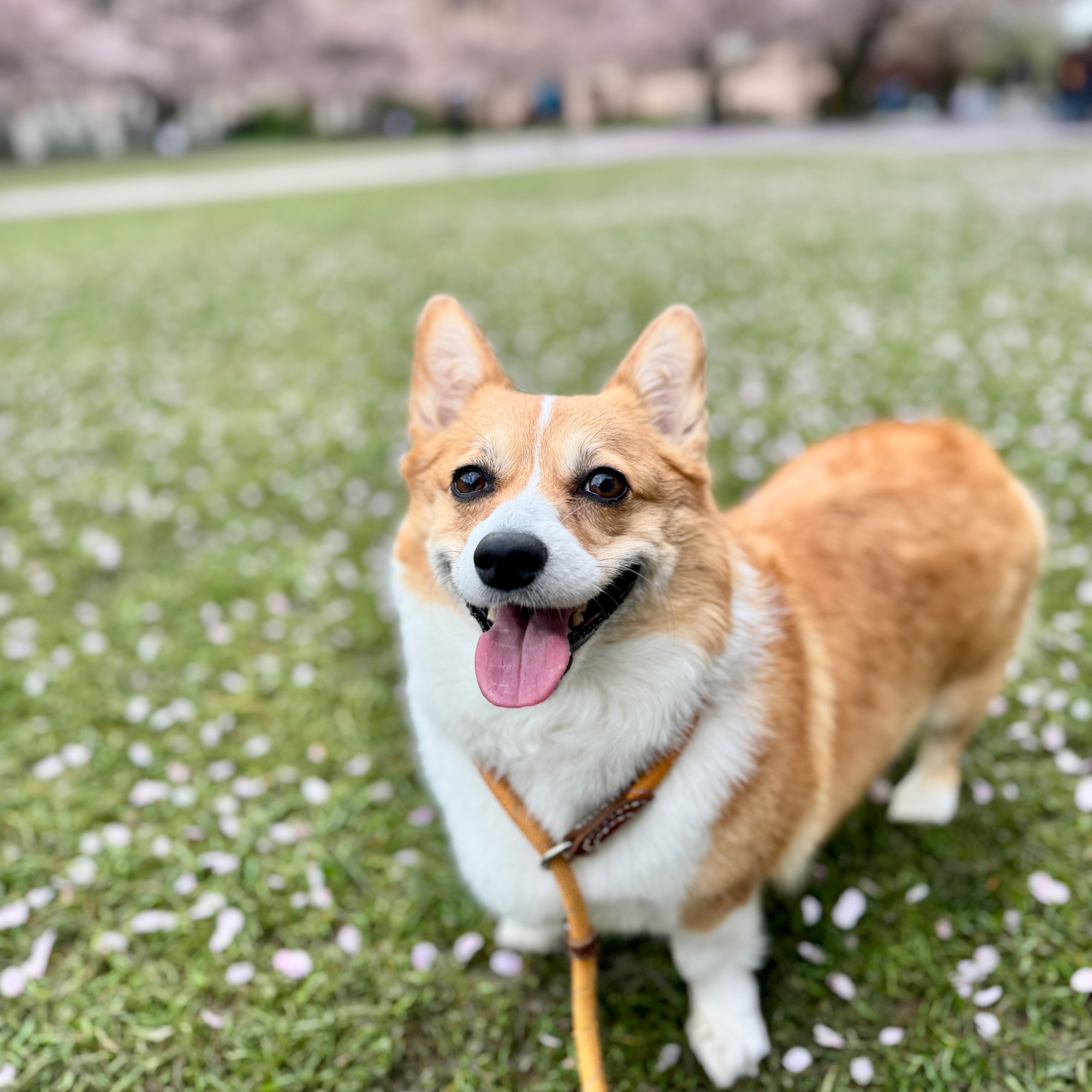 Mango the Corgi